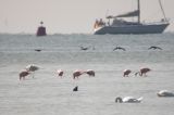 20040728_Flamingo's_Steile Bank